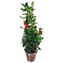 Bild von Kp19 Sundaville Piramide Rood